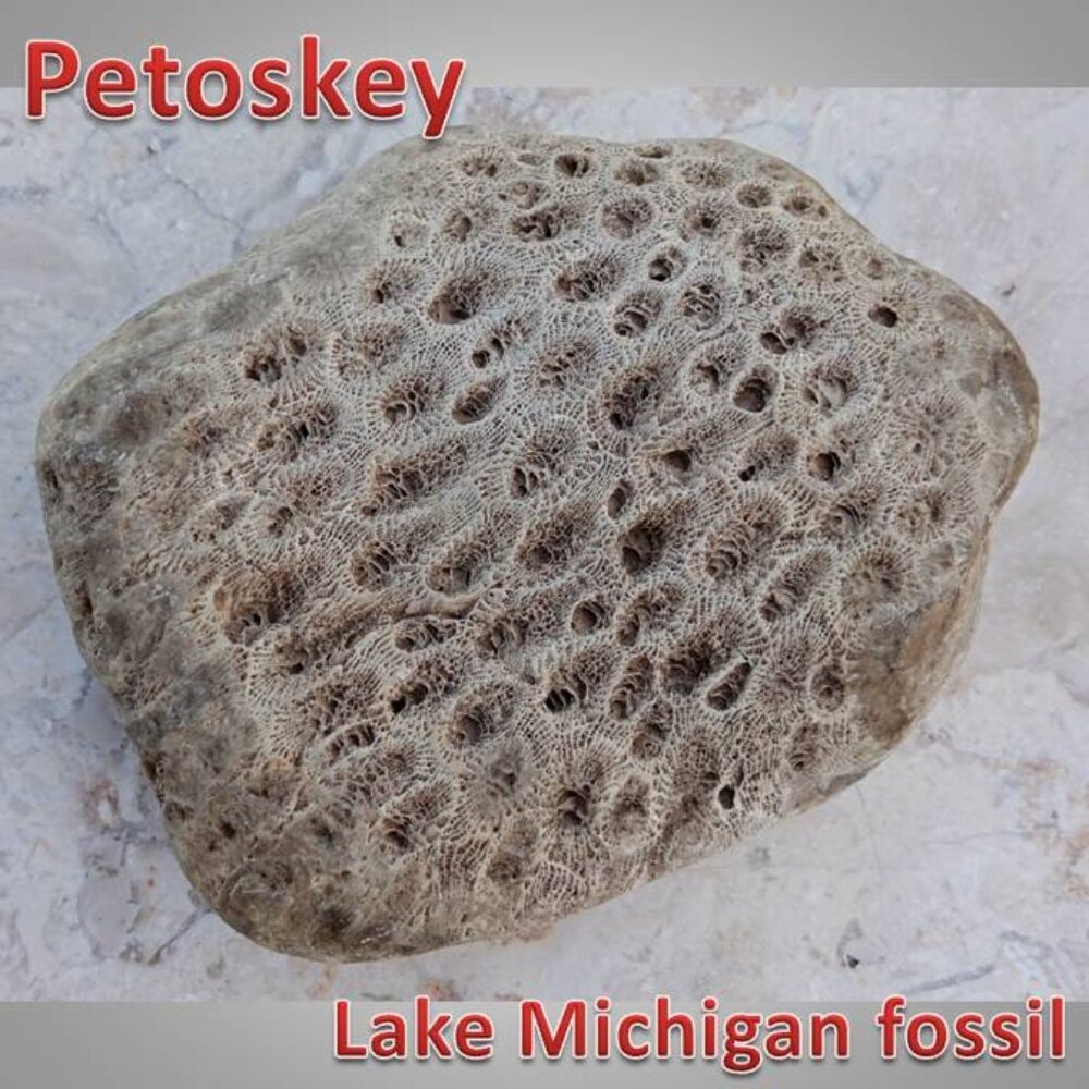 LAKE MICHIGAN stone coral fossil polished rock PETOSKEY